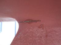 Nome del file: Bulbo-057a.JPG
Dimensione: 181,66 KB
05-04-2018, 06:32