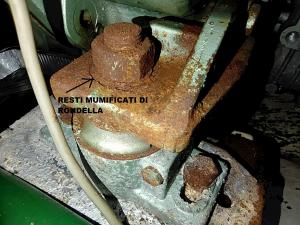 Nome del file: RONDELLA.jpg
Dimensione: 158 KB
15-09-2020, 15:56